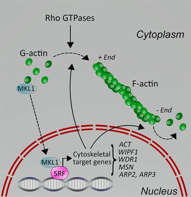 Molecular Mechanisms of Leukocyte Migration and Its Potential Targeting—Lessons Learned From MKL1/SRF-Related Primary Immunodeficiency Diseases